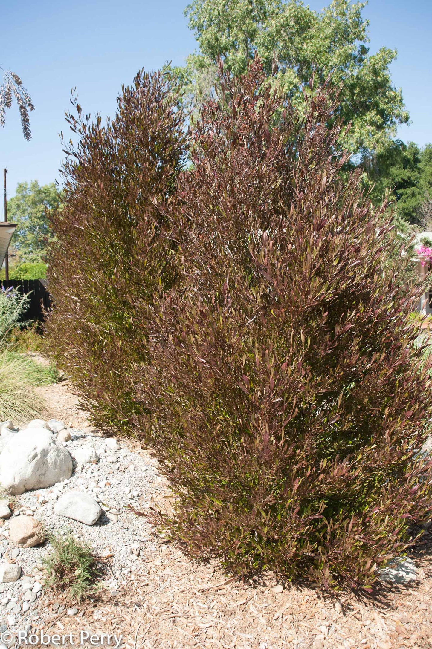 Purple Hopseed