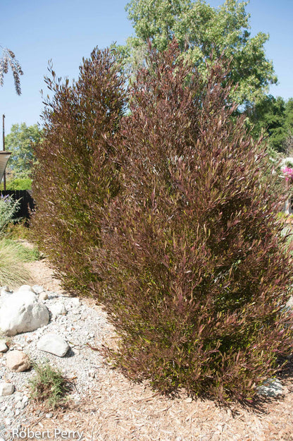 Purple Hopseed