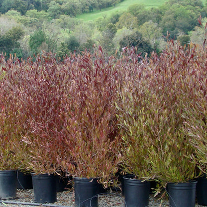 Purple Hopseed