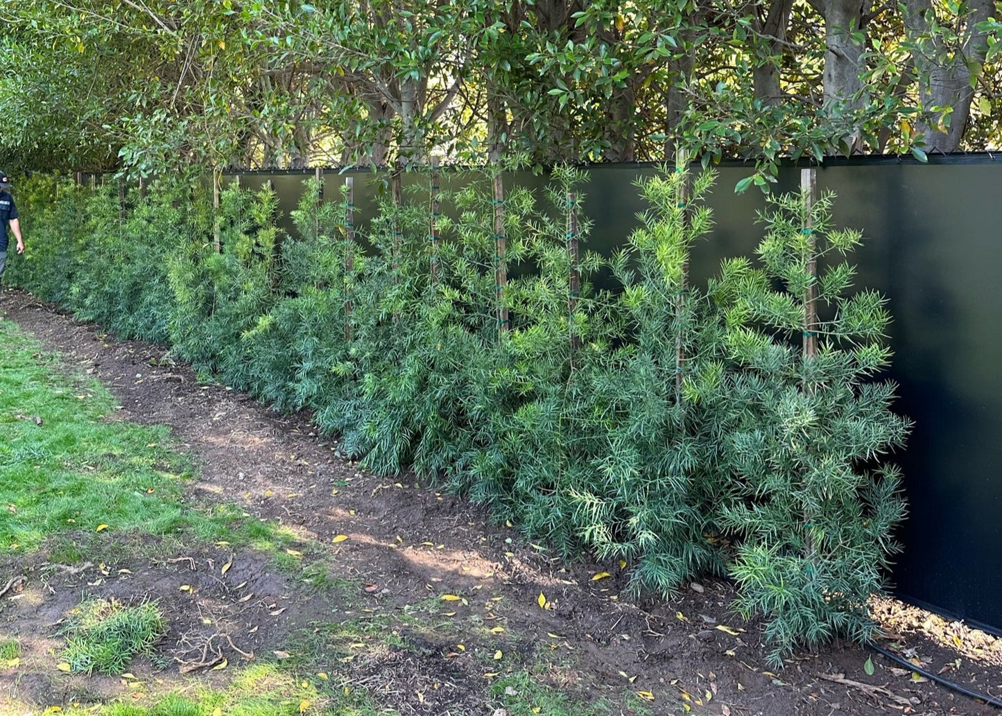 Podocarpus