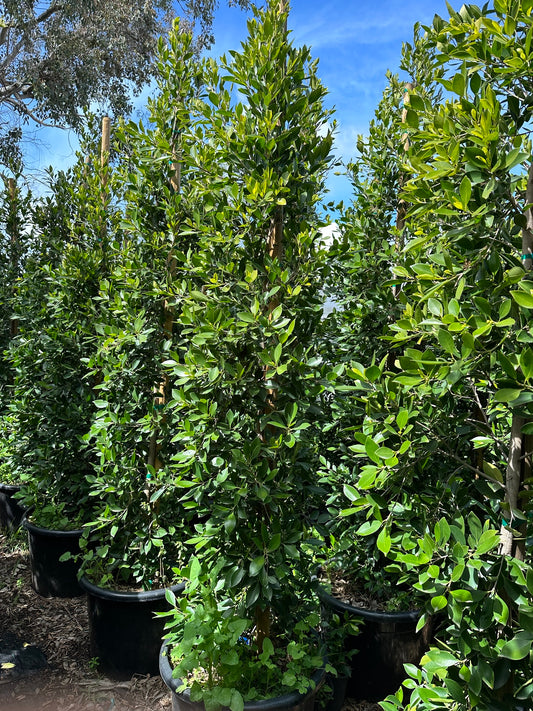 Ficus Nitida Indian Laurel