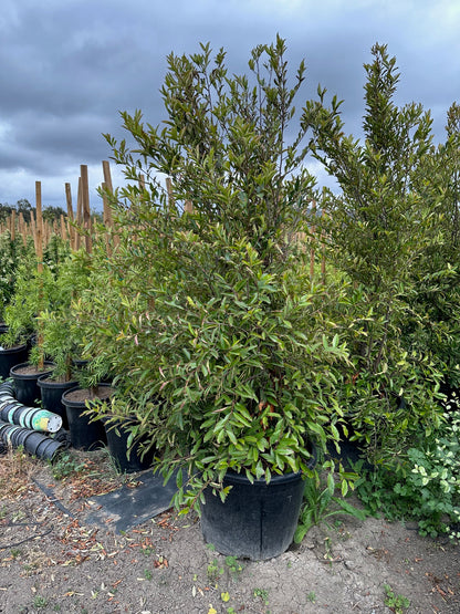 Cherry Laurel- Carolina Cherry