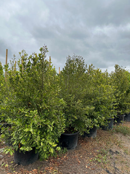 Cherry Laurel- Carolina Cherry