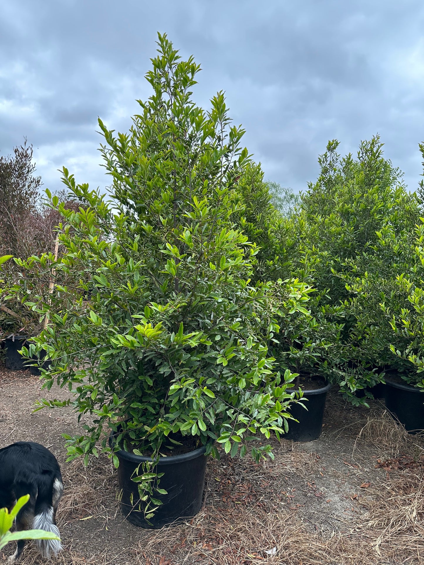 Cherry Laurel- Carolina Cherry