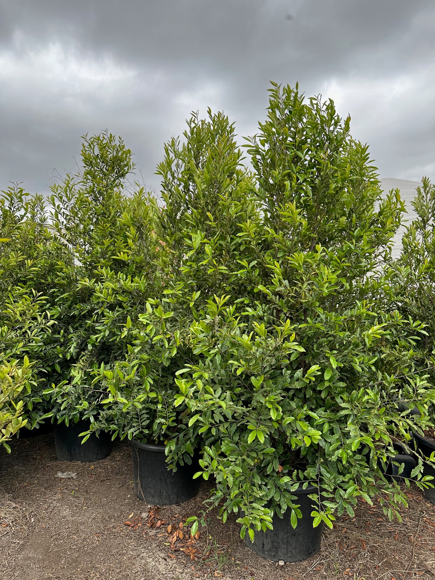 Cherry Laurel- Carolina Cherry