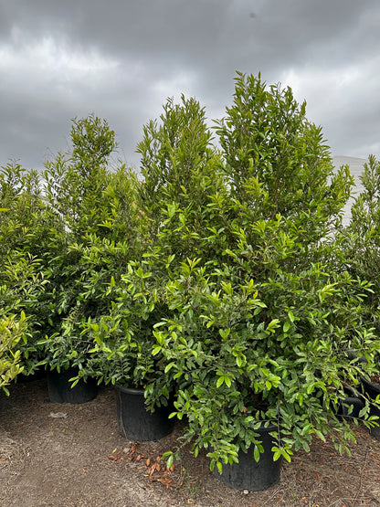 Cherry Laurel- Carolina Cherry