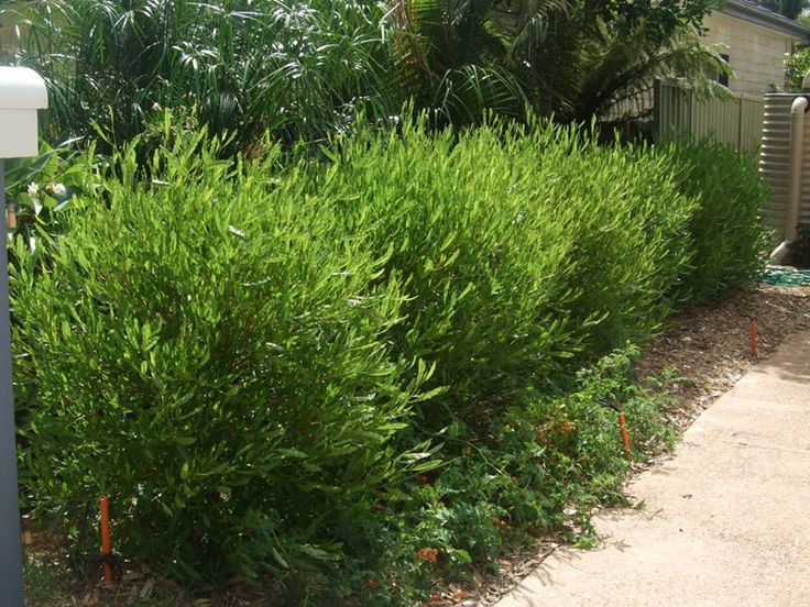 Green Hopseed